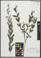 Foto von Salix amplexicaulis Bory